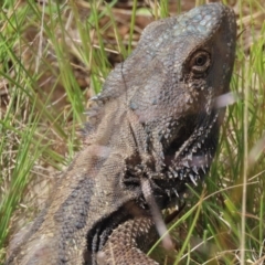 Pogona barbata at Pialligo, ACT - 15 Nov 2022