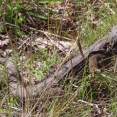 Pogona barbata at Pialligo, ACT - 15 Nov 2022