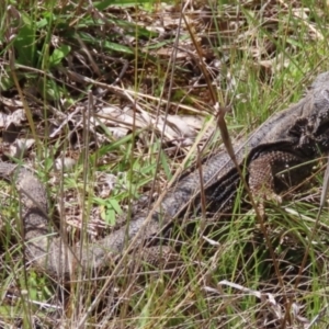 Pogona barbata at Pialligo, ACT - 15 Nov 2022