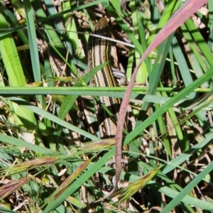 Ctenotus robustus at Monash, ACT - 15 Nov 2022 01:54 PM