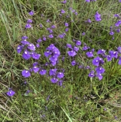 Utricularia dichotoma (Fairy Aprons, Purple Bladderwort) at Springrange, NSW - 10 Nov 2022 by ALCaston