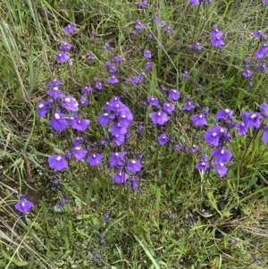 Utricularia dichotoma at Springrange, NSW - 11 Nov 2022