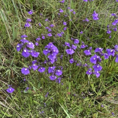 Utricularia dichotoma (Fairy Aprons, Purple Bladderwort) at Springrange, NSW - 10 Nov 2022 by ALCaston