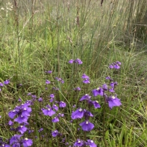 Utricularia dichotoma at Springrange, NSW - 11 Nov 2022