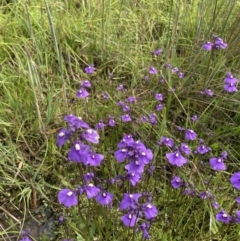 Utricularia dichotoma at Springrange, NSW - 11 Nov 2022