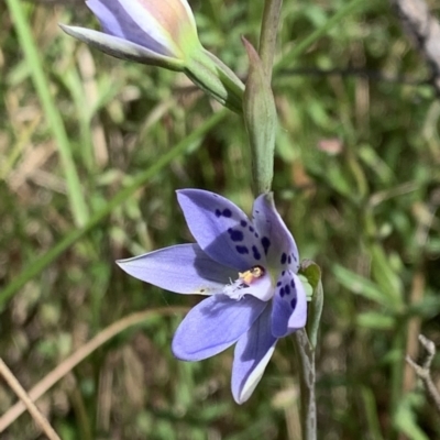 Thelymitra juncifolia (Dotted Sun Orchid) at Nanima, NSW - 15 Nov 2022 by 81mv