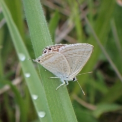 Lampides boeticus (Long-tailed Pea-blue) at Cook, ACT - 18 Oct 2022 by CathB