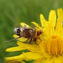 Heliocosma (genus) (A Tortricid moth) at Cook, ACT - 18 Oct 2022 by CathB