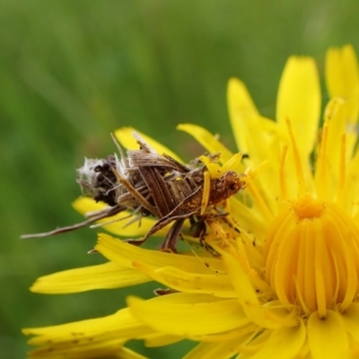 Heliocosma (genus) (A Tortricid moth) at Mount Painter - 18 Oct 2022 by CathB