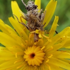 Heliocosma (genus) at Cook, ACT - 18 Oct 2022