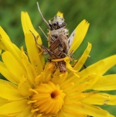 Heliocosma (genus) at Cook, ACT - 18 Oct 2022