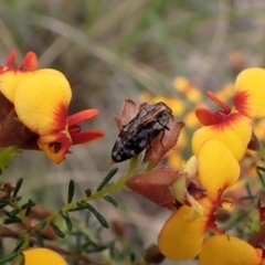 Diphucrania acuducta (Acuducta jewel beetle) at Aranda Bushland - 18 Oct 2022 by CathB