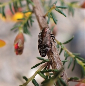 Diphucrania acuducta at Aranda, ACT - 18 Oct 2022 02:56 PM