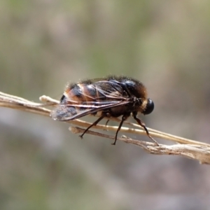 Ogcodes sp. (genus) at Aranda, ACT - 18 Oct 2022