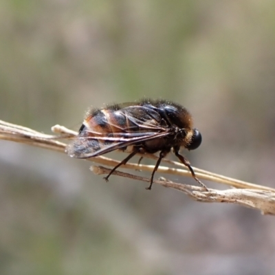 Ogcodes sp. (genus) (Hunchback Fly) at Aranda, ACT - 18 Oct 2022 by CathB