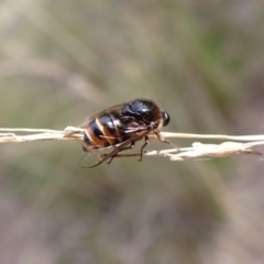 Ogcodes sp. (genus) at Aranda, ACT - 18 Oct 2022