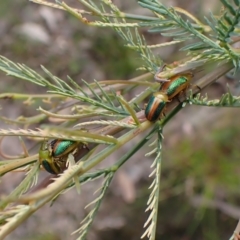 Calomela parilis (Leaf beetle) at Cook, ACT - 18 Oct 2022 by CathB