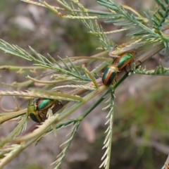 Calomela parilis (Leaf beetle) at Aranda Bushland - 18 Oct 2022 by CathB
