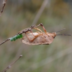 Dictyotus conspicuus (A shield or stink bug) at Aranda, ACT - 23 Oct 2022 by CathB