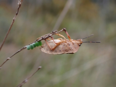 Dictyotus conspicuus (A shield or stink bug) at Aranda, ACT - 23 Oct 2022 by CathB