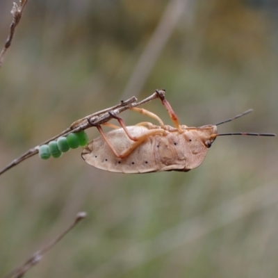 Dictyotus conspicuus (A shield or stink bug) at Aranda Bushland - 23 Oct 2022 by CathB