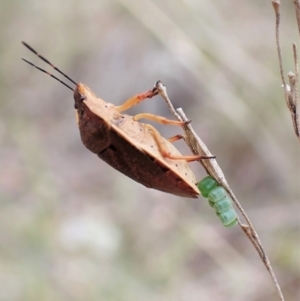 Dictyotus conspicuus at Aranda, ACT - 23 Oct 2022 02:48 PM