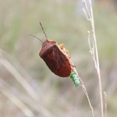 Dictyotus conspicuus at Aranda, ACT - 23 Oct 2022 02:48 PM