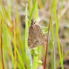 Eudonia cleodoralis (A Crambid moth) at Cook, ACT - 18 Oct 2022 by CathB