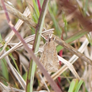 Eudonia cleodoralis at Cook, ACT - 18 Oct 2022 04:44 PM