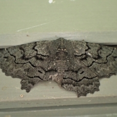 Melanodes anthracitaria (Black Geometrid) at Cook, ACT - 12 Nov 2022 by CathB
