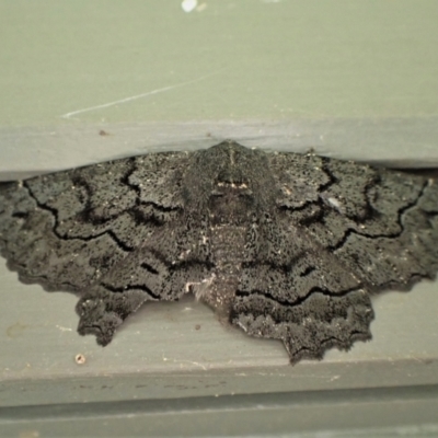 Melanodes anthracitaria (Black Geometrid) at Cook, ACT - 12 Nov 2022 by CathB