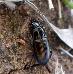 Harpalini (tribe) (Harpaline carab beetle) at Molonglo Valley, ACT - 8 Nov 2022 by CathB