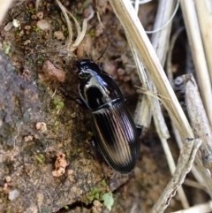 Harpalini sp. (tribe) at Molonglo Valley, ACT - 8 Nov 2022