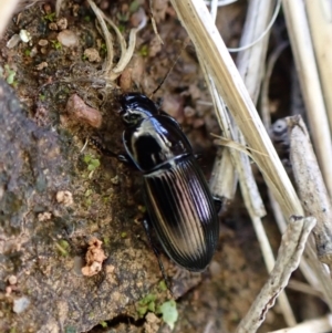 Harpalini sp. (tribe) at Molonglo Valley, ACT - 8 Nov 2022 05:37 PM