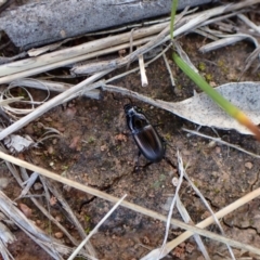 Harpalini sp. (tribe) at Molonglo Valley, ACT - 8 Nov 2022 05:37 PM