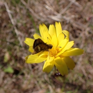 Taractrocera papyria at Cook, ACT - 10 Nov 2022