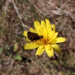 Taractrocera papyria at Cook, ACT - 10 Nov 2022