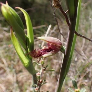 Calochilus platychilus at Cook, ACT - 15 Oct 2022
