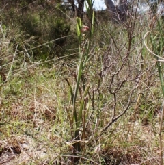 Calochilus platychilus at Cook, ACT - suppressed