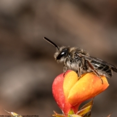 Leioproctus sp. (genus) (Plaster bee) at Black Mountain - 14 Nov 2022 by Roger