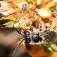 Leioproctus sp. (genus) at Bruce, ACT - 15 Nov 2022