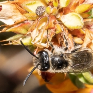 Leioproctus sp. (genus) at Bruce, ACT - 15 Nov 2022