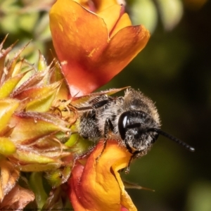 Leioproctus sp. (genus) at Bruce, ACT - 15 Nov 2022