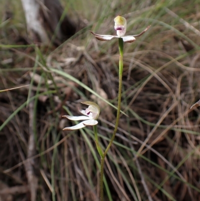 Caladenia moschata (Musky Caps) at Cook, ACT - 24 Oct 2022 by CathB