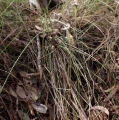 Caladenia moschata at Cook, ACT - suppressed