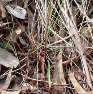 Caladenia moschata at Cook, ACT - suppressed