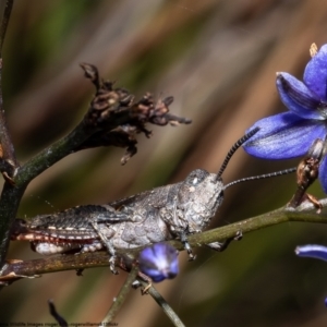 Cirphula pyrrhocnemis at Bruce, ACT - 15 Nov 2022