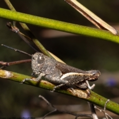 Cirphula pyrrhocnemis at Bruce, ACT - 15 Nov 2022 10:44 AM