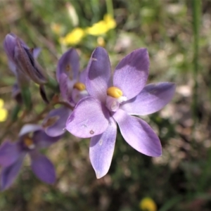 Thelymitra nuda at Molonglo Valley, ACT - suppressed