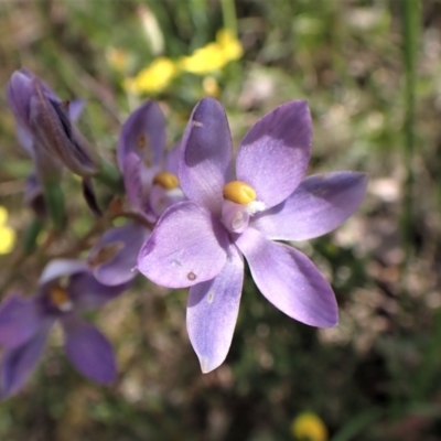 Thelymitra nuda (Scented Sun Orchid) at Aranda Bushland - 11 Nov 2022 by CathB